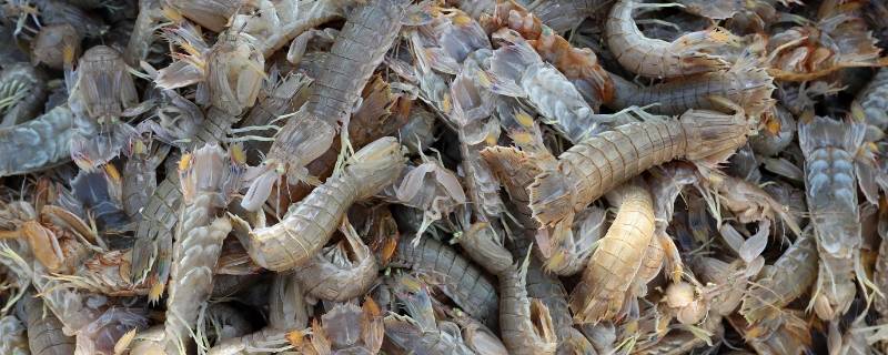 活皮皮虾怎么保存才新鲜 活的皮皮虾怎么保鲜