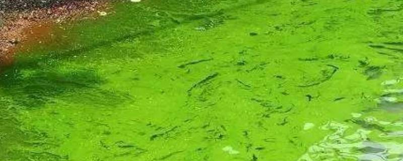 蓝藻是单细胞生物吗（蓝藻是植物细胞吗）