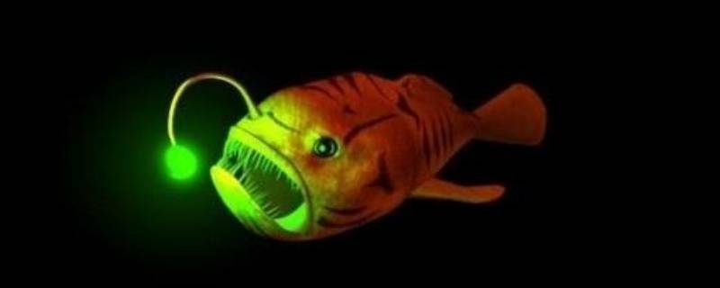 发光的鱼是一种什么光源（发光鱼利用什么发光）