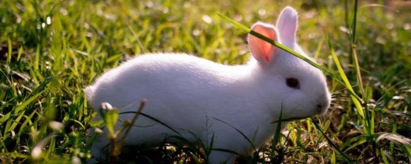 小白兔的外形特点和生活特征（小白兔的外形特点和生活特征怎么写）