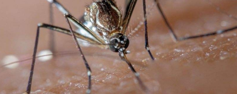 如何消灭蚊子 如何消灭蚊子家有妙招