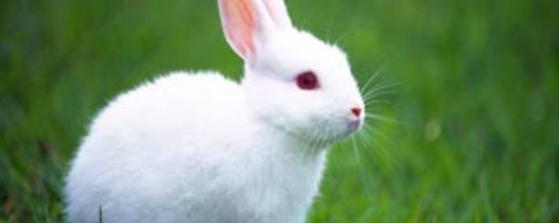 关于兔子的谜语 关于兔子的谜语幼儿园