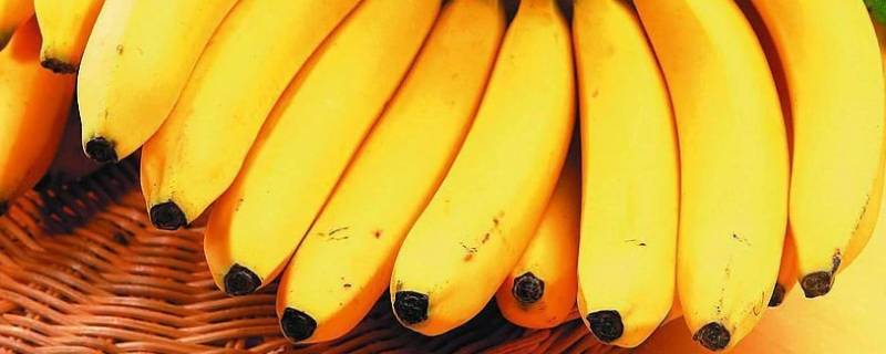 香蕉是高糖水果吗（香蕉是高糖水果还是低糖水果）