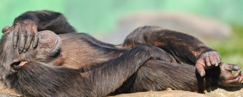 动物睡觉方式有哪些 动物睡觉方式有哪些和有什么作用