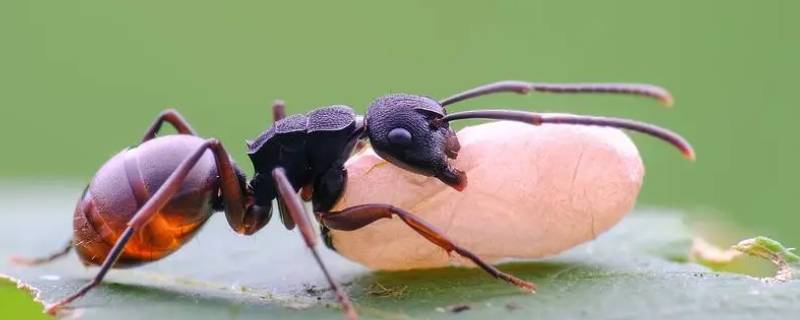 蚂蚁冬天会出来活动吗 蚂蚁到了冬天会自动消失吗
