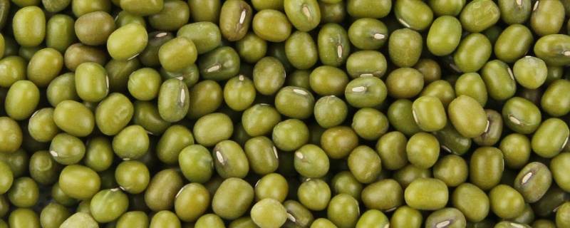绿豆不能打出浆是什么原因 绿豆不能打成豆浆的原因