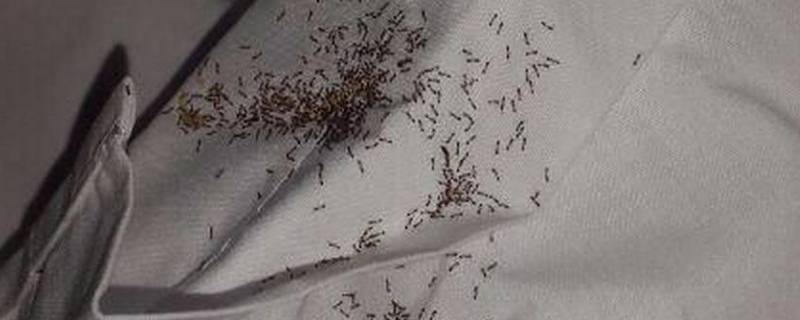 为什么床上会有蚂蚁（为什么床上会有蚂蚁一样的小虫）