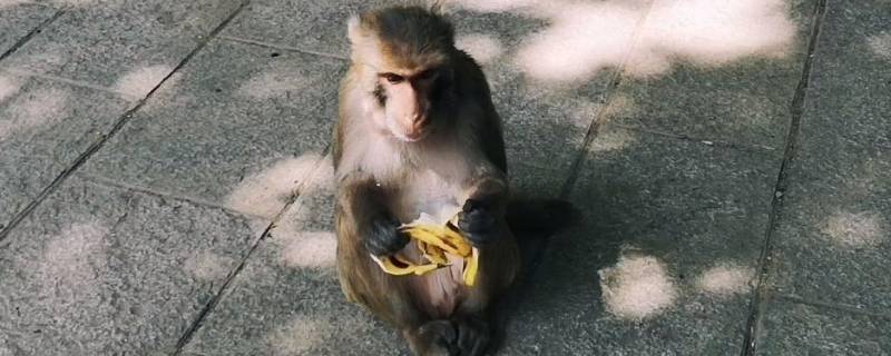 猴子吃香蕉为什么要张嘴 猴子为什么喜欢吃香蕉?