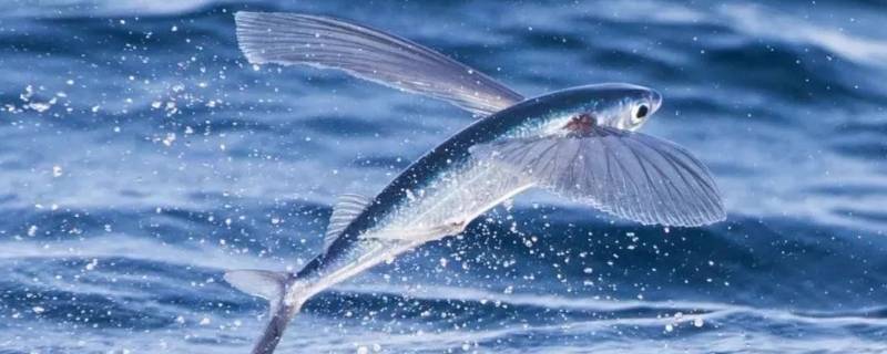 海洋中有会飞的鱼吗（海洋存不存在会飞的鱼）