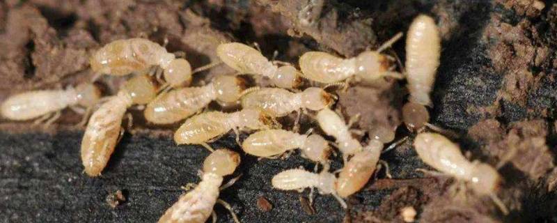 五种常见的白蚁 常见的白蚁种类