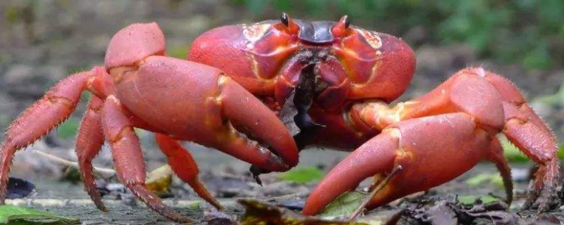 澳洲红蟹可以吃吗 红蟹能吃么