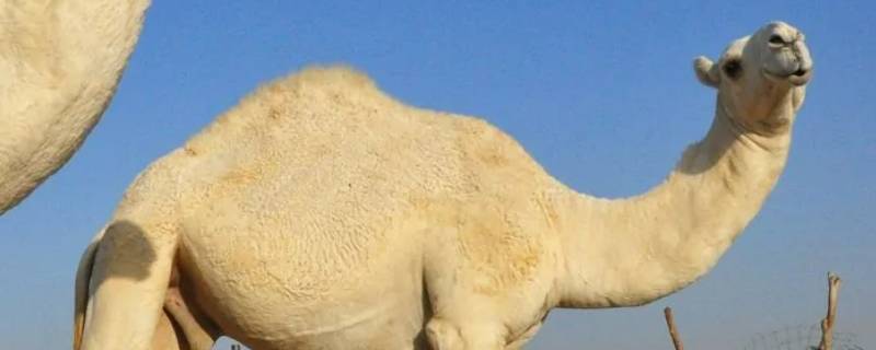 白骆驼在沙漠代表什么（沙漠里骆驼有白色的吗）