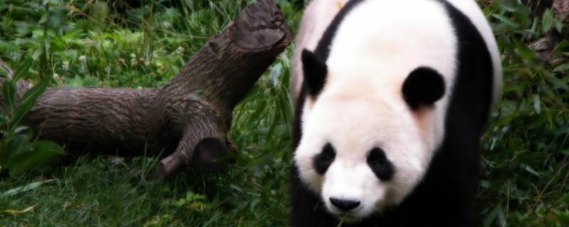 大熊猫是二级保护动物吗 大熊猫是二级保护动物还是一级保护动物