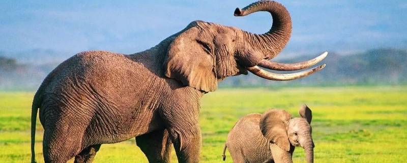大象的鼻子为什么那么长 大象的鼻子为什么那么长绘本