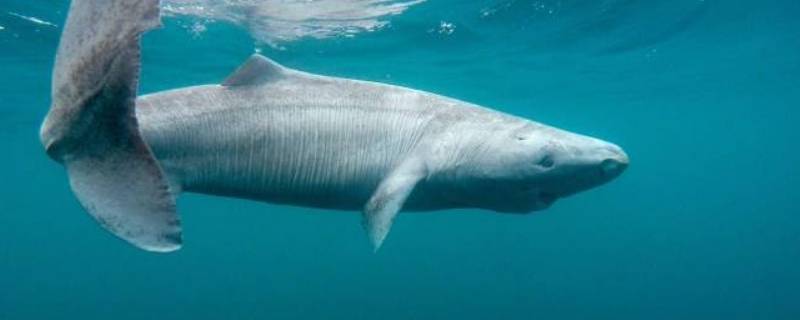 格陵兰鲨鱼寿命 格陵兰鲨鱼寿命真的吗