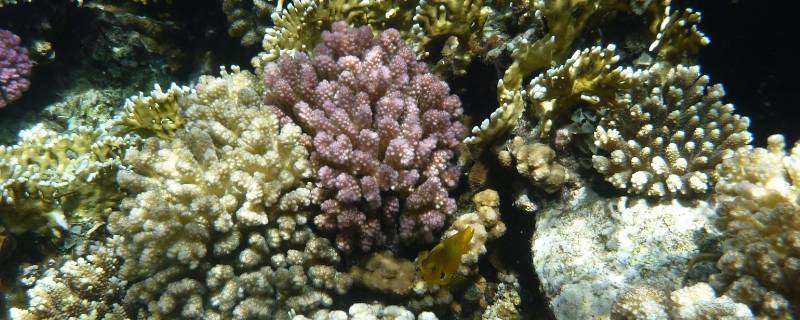 珊瑚礁和珊瑚的区别（珊瑚是珊瑚礁吗）