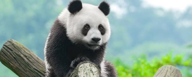 大熊猫属于什么科动物 大熊猫属于什么科动物,新浪网