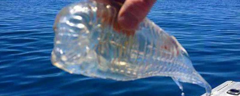 海边透明的胶状生物 海边透明的胶状生物能吃吗