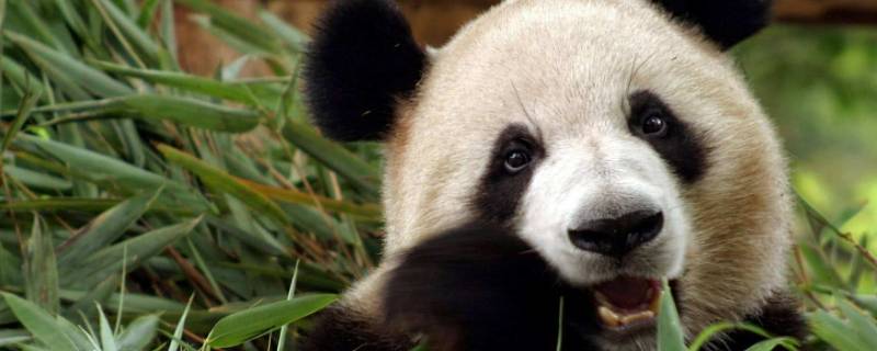 熊猫有天敌吗 熊猫有天敌吗?它的天敌是谁?