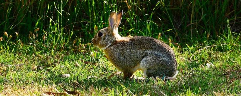 野生兔子是保护动物吗 野生的兔子是保护动物吗