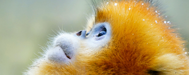 金丝猴的种类 金丝猴的种类图片