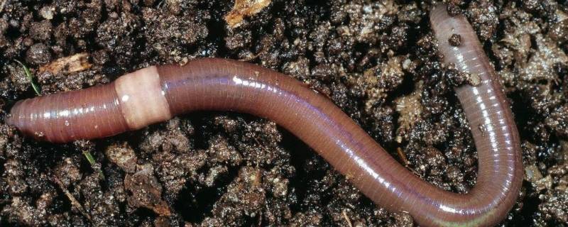 蚯蚓生活在什么的土壤中 蚯蚓生活在什么的土壤中主要以泥土中的什么为食