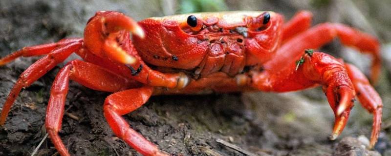 怎样保存螃蟹才能活着 螃蟹怎么保存才能活着