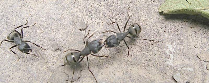 杀蚂蚁用什么方法 怎样可以杀蚂蚁