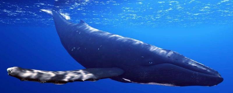 成年蓝鲸有多少吨 成年蓝鲸有多少吨重