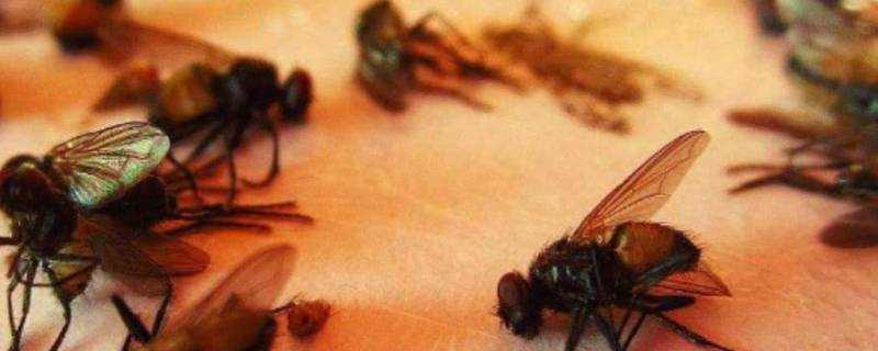 苍蝇多用什么方法消灭 卧室苍蝇多用什么方法消灭