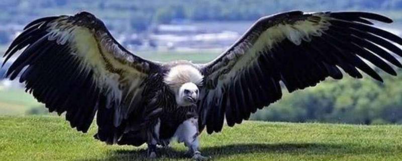 阿根廷巨鹰有多大 世界上最大的阿根廷巨鹰有多大