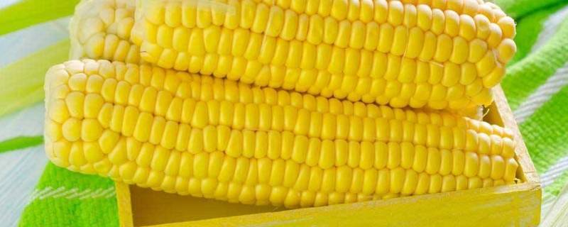 带轴的玉米每立方出多少斤粒 一立方玉米轴出多少斤粒