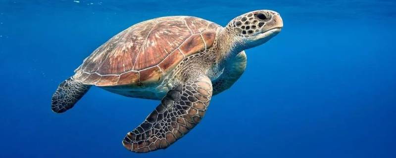 海龟能活多少年（海龟能活多少年能长多大?）