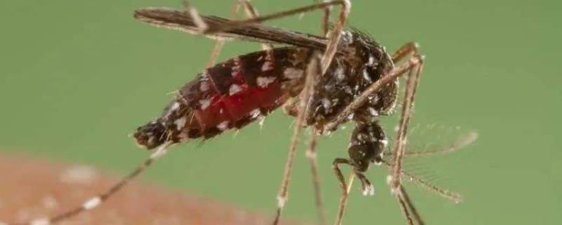蚊子靠什么找到食物 蚊子是靠眼睛来找食物吗