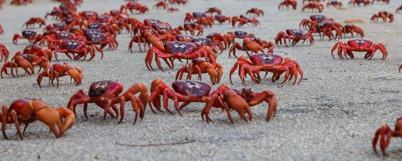 澳大利亚的红蟹可以吃吗（澳大利亚红蟹为什么不能吃）
