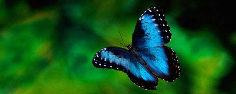 蝴蝶是胎生动物还是卵生动物 蝴蝶是胎生动物么