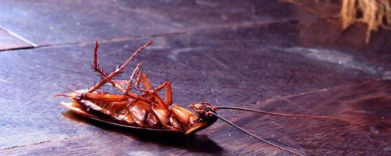 蟑螂会叫的像蟋蟀一样吗（蟑螂和蟋蟀是一种动物吗）