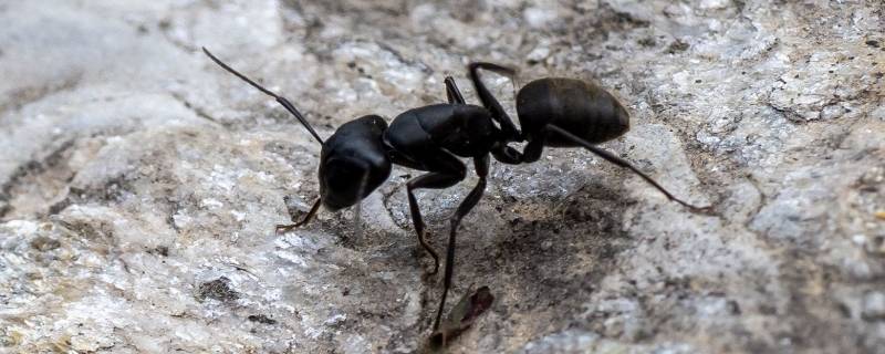 蚂蚁的叫声是怎么叫的 蚂蚁的声音是什么声音