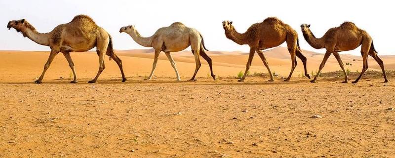 为什么沙漠里的死骆驼不能碰 沙漠中遇到死去的骆驼不能碰 后果不堪设想