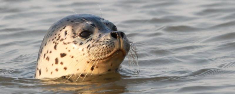 seal是什么动物（seal是什么动物?）