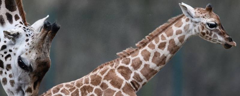 长颈鹿的脖子为什么那么长 十万个为什么长颈鹿的脖子为什么那么长