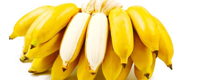 小香蕉是什么品种 小胖香蕉是什么品种