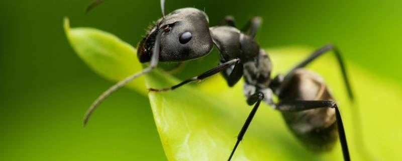 怎么杀死蚂蚁 如何灭蚂蚁最有效的方法