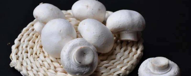 口蘑是什么蘑菇 口蘑是什么?