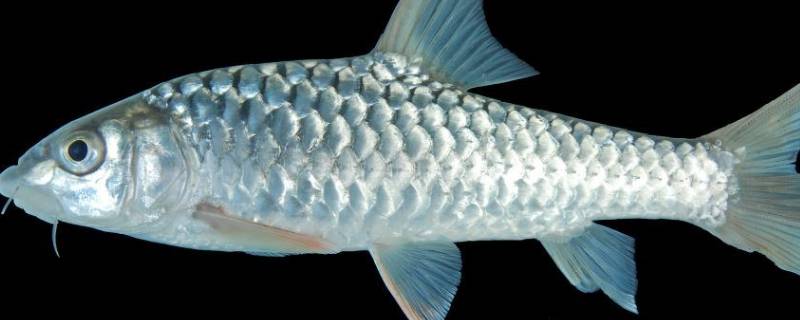 鱼的皮肤有哪些特点适应环境（鱼的皮肤构造特点及作用）