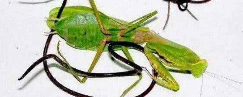 怎么判断螳螂体内有铁线虫 如何判断螳螂体内有没有铁线虫