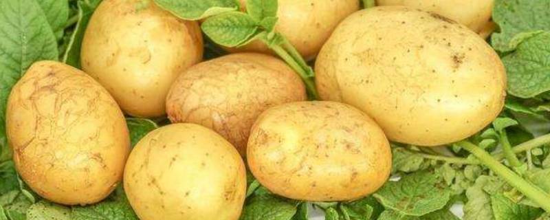 土豆品种有哪些 土豆品种有哪些,哪种土豆口感好