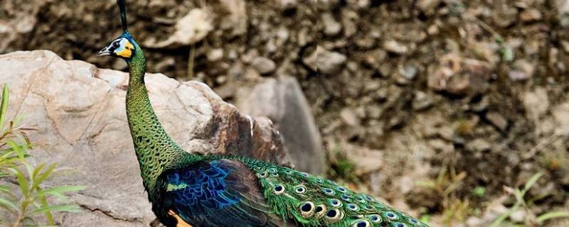 绿孔雀是几级保护动物 绿孔雀属于几级保护野生动物
