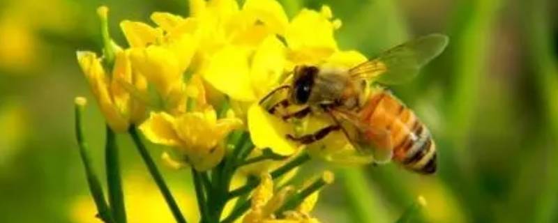 蜜蜂采蜜干嘛用的 蜜蜂采蜜干啥用