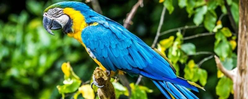金刚鹦鹉是几级保护动物（紫蓝金刚鹦鹉是几级保护动物）